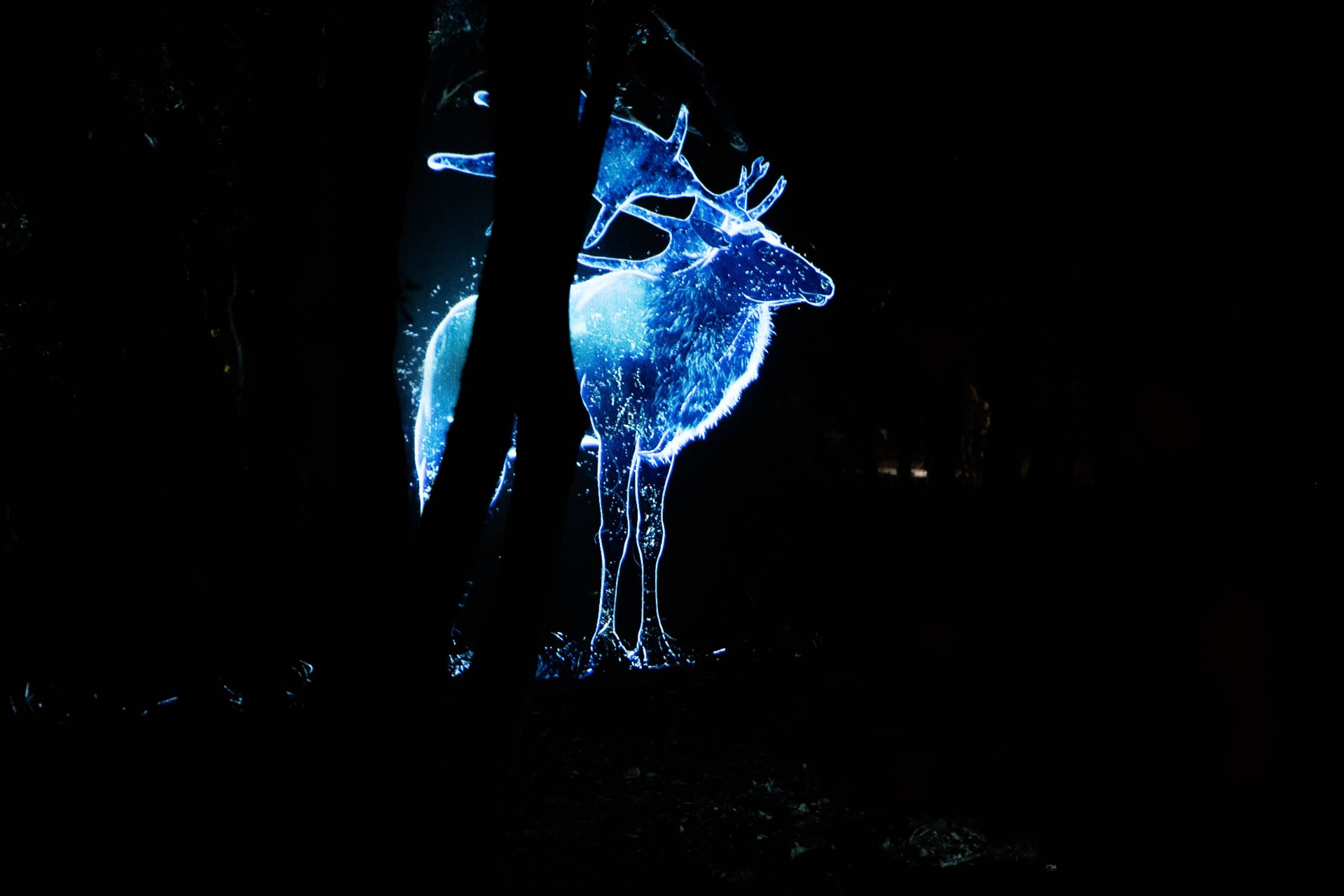 Rencontre avec les esprits d'animaux préhistoriques : hologramme du mégacéros dans le parc durant les Nocturnes de Chauvet.