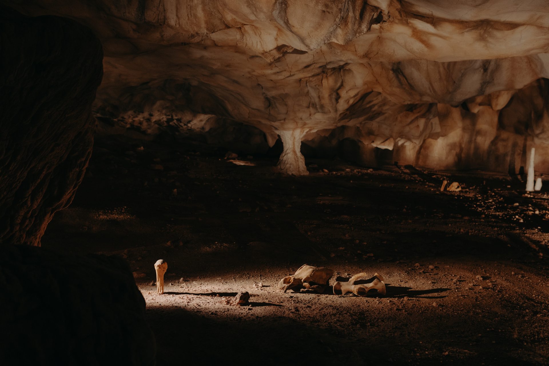 Les ossements dans la restitution de la grotte Chauvet.