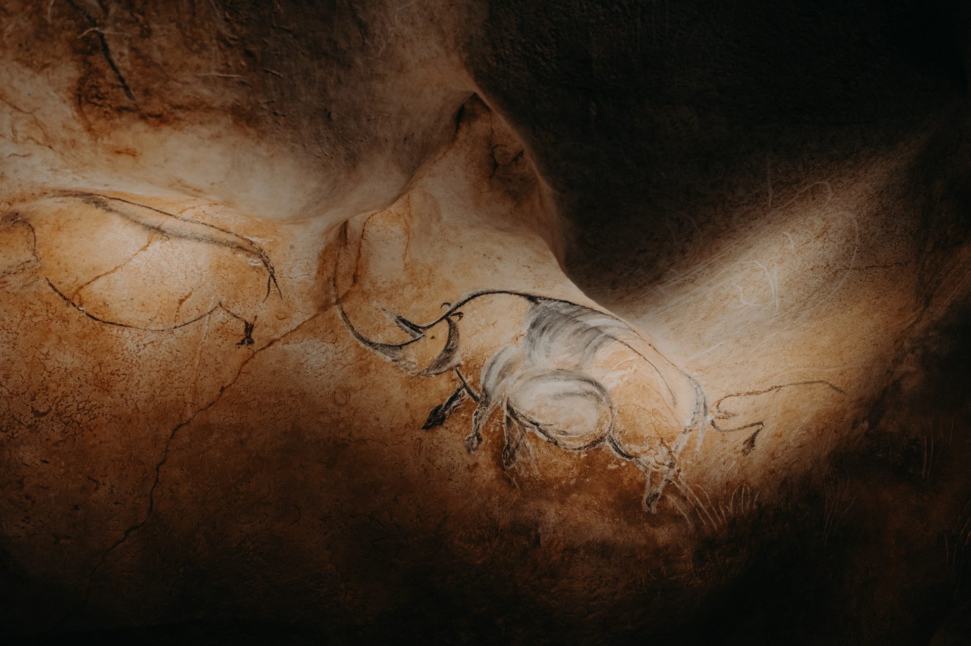 Représentation d'un rhinocéros laineux sur une paroi de la grotte Chauvet 2.